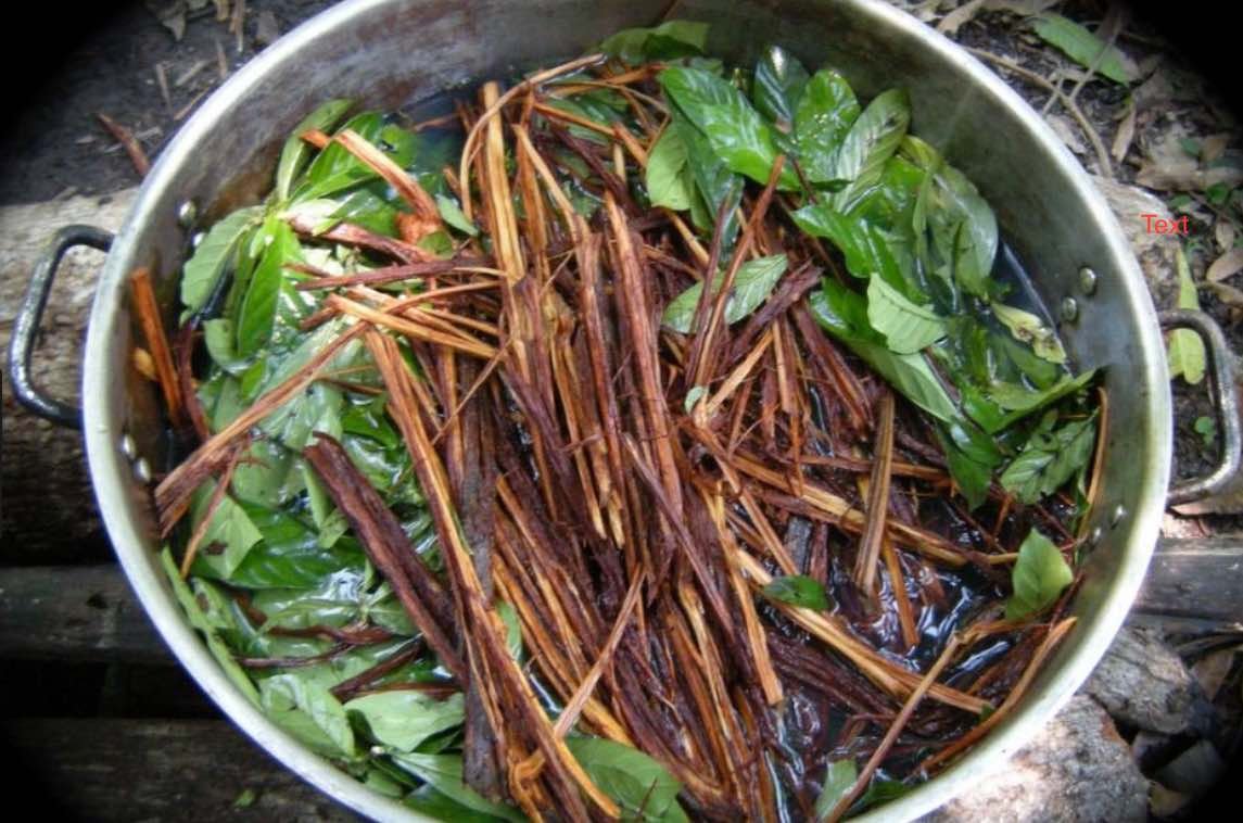 Ayahuasca image